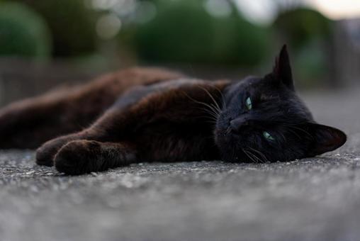 緑の瞳の黒猫 猫,黒猫,ねこの写真素材