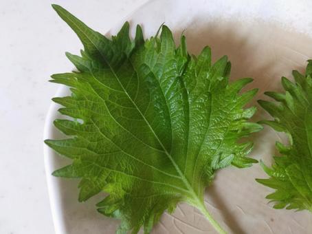大葉/薬味/しそ/野菜/緑/香草 大葉/薬味/しそ/野菜/緑/香草の写真