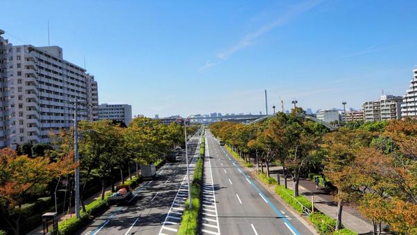 秋の左近通り・紅葉の並木道(江戸川区) 秋の左近通り・紅葉の並木道(江戸川区) 秋,左近通り,紅葉の写真素材