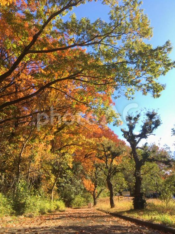 【王禅寺公園と水飲場】 nature,webテクスチャ,web素材の写真素材