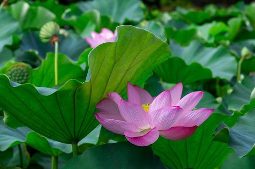 不忍池2025夏11 不忍池2025夏11 蓮の花,開花,花の写真素材