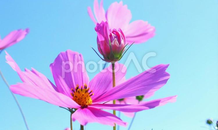 美しき秋桜 秋,秋桜,10月の写真素材
