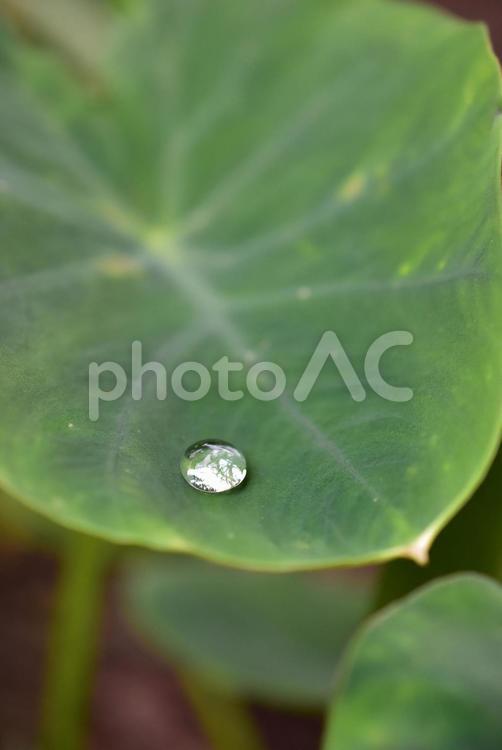里芋の葉の水滴 里芋,サトイモ,葉の写真素材