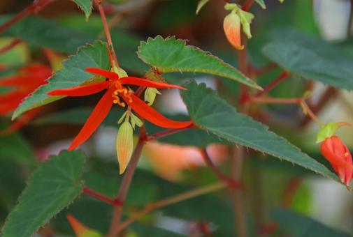 Photo, begonia, boliviensis, bolivian, 