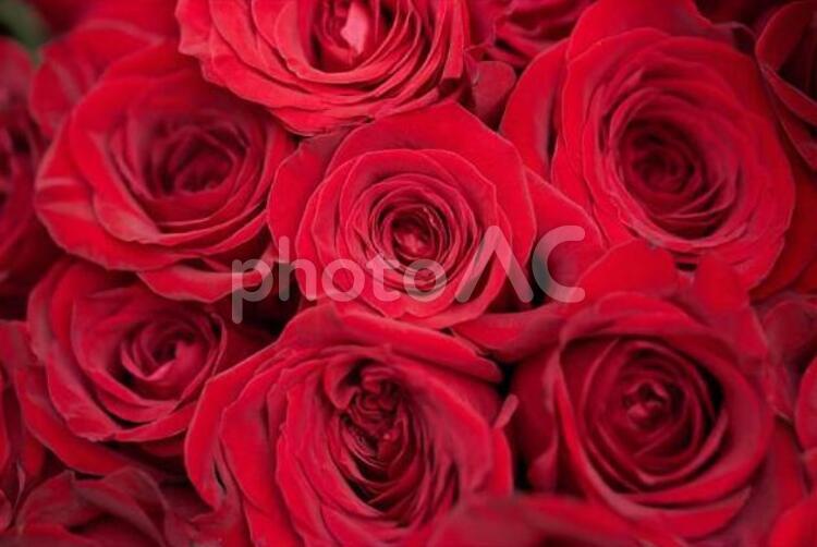 結婚や恋愛をイメージした真っ赤バラの花束	 満開,薔薇,花束の写真素材