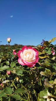 薔薇 薔薇の写真