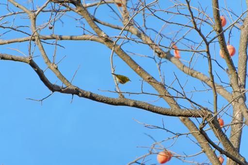 枝にとまる冬のメジロ 枝にとまる冬のメジロ メジロ,鳥,野鳥の写真素材