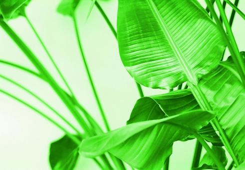 緑の葉と植物のクローズアップイメージ画像 緑の葉と植物のクローズアップイメージ画像の写真