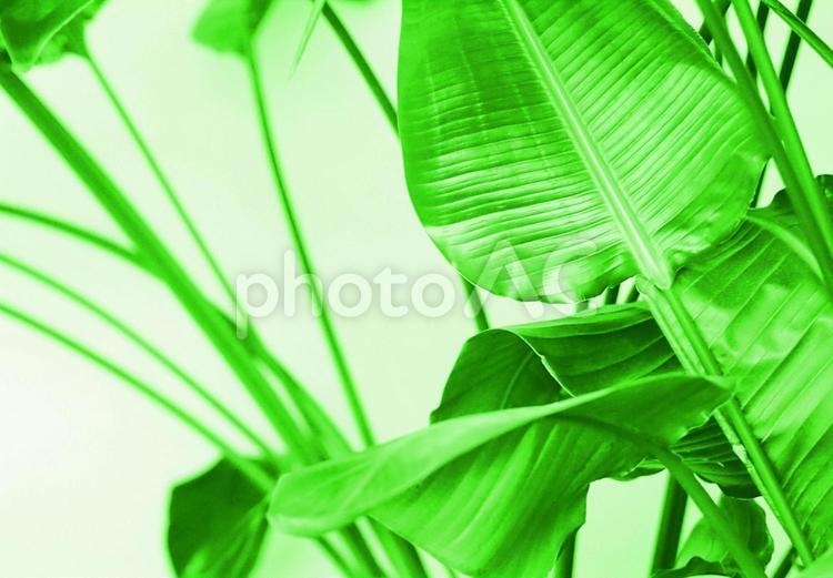 緑の葉と植物のクローズアップイメージ画像 リラックス,リーフ,エコロジーの写真素材
