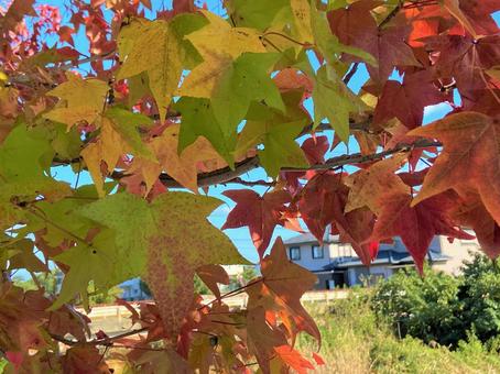 紅葉の始まり 紅葉の始まりの写真