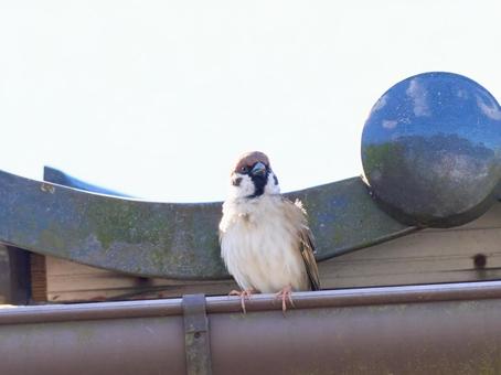 Photo, bird, sparrow, cute, 