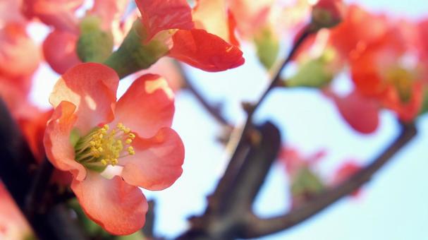 ボケの花-42 ボケの花-42の写真