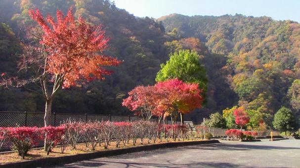 あいかわ公園の紅葉 あいかわ公園の紅葉の写真