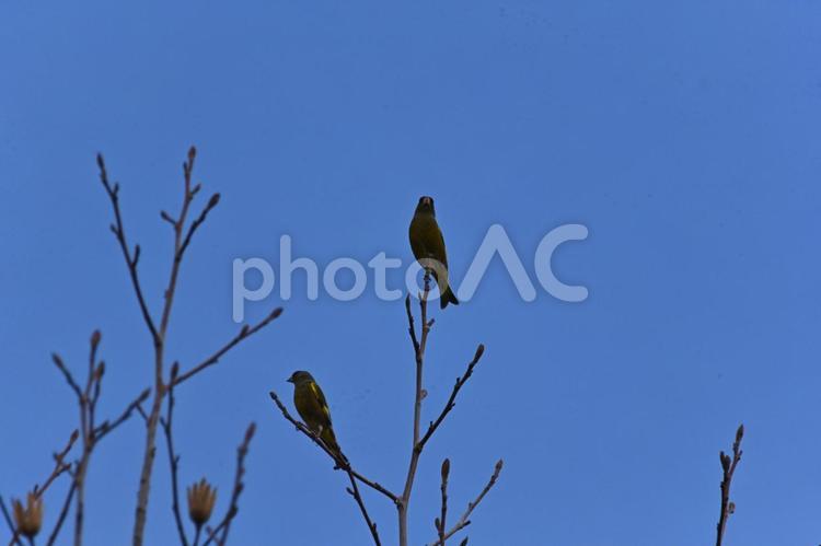 木の先に止まるカワラヒワです カワラヒワ,野鳥,旅鳥の写真素材