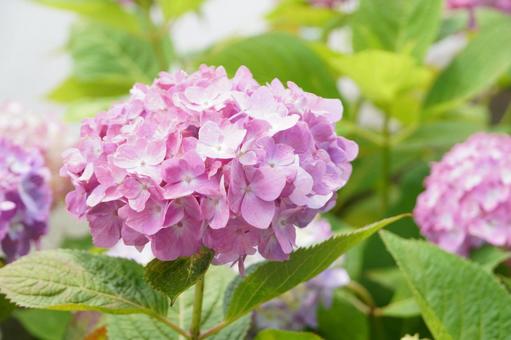 紫陽花 紫陽花の写真