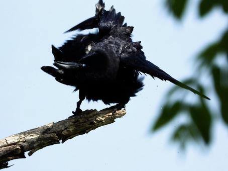 水を篩い落とすカラス 水を篩い落とすカラス 鳥,野鳥,カラスの写真素材
