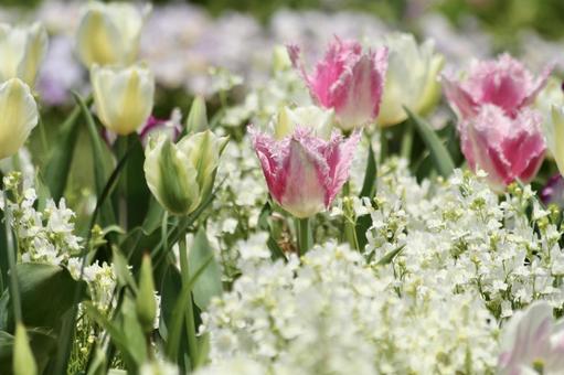 春の花畑 春の花畑の写真