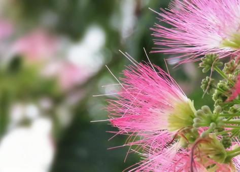 合歓の木の花3 合歓の木の花3の写真