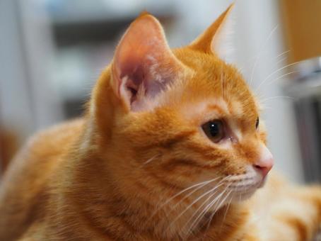 どこかを見つめている子猫 どこかを見つめている子猫 猫,ねこ,茶トラの写真素材