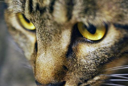 見つめる猫 見つめる猫の写真