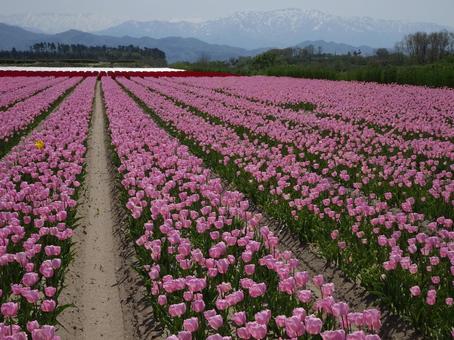 チューリップ畑 チューリップ畑の写真