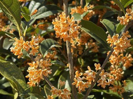 【花の写真】キンモクセイ（金木犀） キンモクセイ,金木犀,植物の写真素材