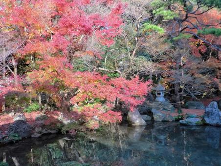 紅葉が美しい庭 紅葉が美しい庭 紅葉,庭,秋の写真素材