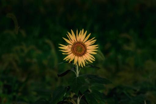 ＜風景＞枯れ始めた秋のヒマワリ畑の景色 ひまわり,夏,花の写真素材