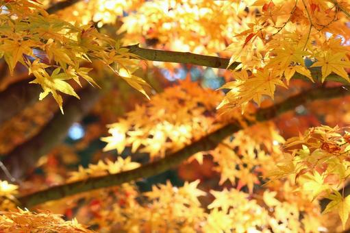 黄色いモミジ 黄色いモミジの写真