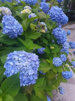 あじさい 青 あじさい 青 あじさい,6月,花の写真素材