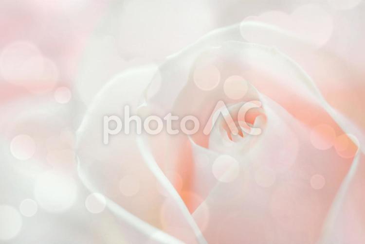 母性イメージ 薔薇,バラ,ばらの写真素材