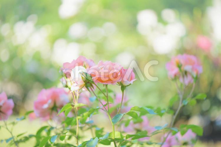 ふんわりとしたバラのイメージ バラ,薔薇,ローズの写真素材