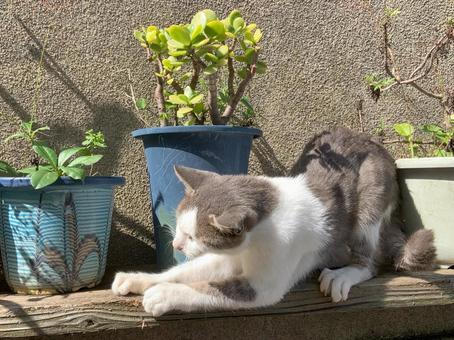 爪とぎするネコ 爪とぎするネコ ネコ,動物,生き物の写真素材