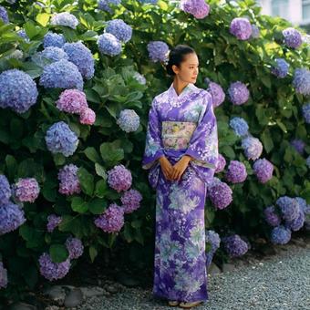 紫陽花と浴衣美女 紫陽花と浴衣美女の写真