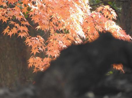 紅葉 紅葉の写真