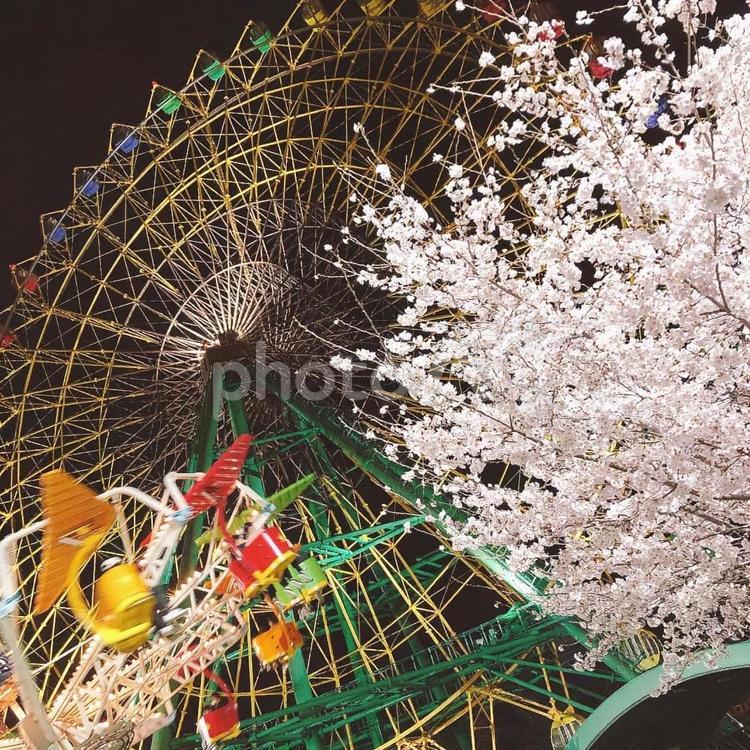 遊園地の夜桜 遊園地,観覧車,回転の写真素材