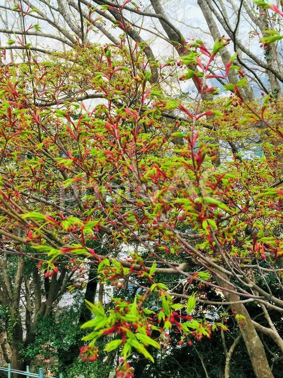 赤い新芽が芽吹く木 木,樹木,新芽の写真素材