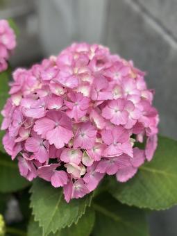 紫陽花 紫陽花の写真