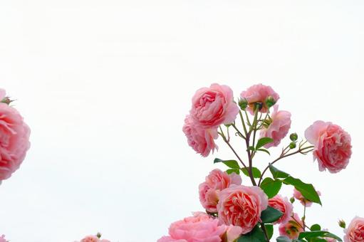 ピンクの薔薇 ピンクの薔薇の写真