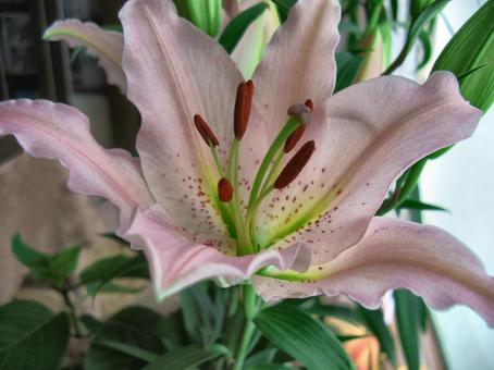 ユリの花-11 ユリの花-11の写真