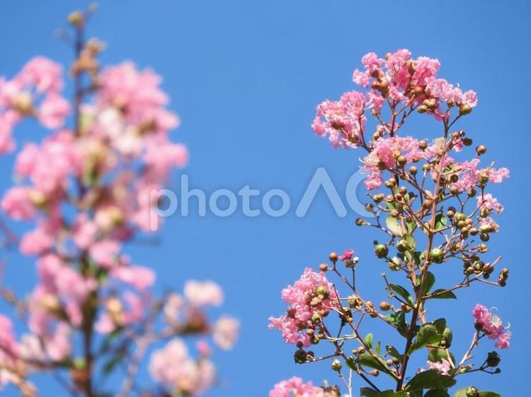 9月の風景 花,自然,風景の写真素材
