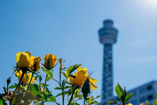 山下公園ローズガーデンの秋バラ バラ,薔薇,ばらの写真素材