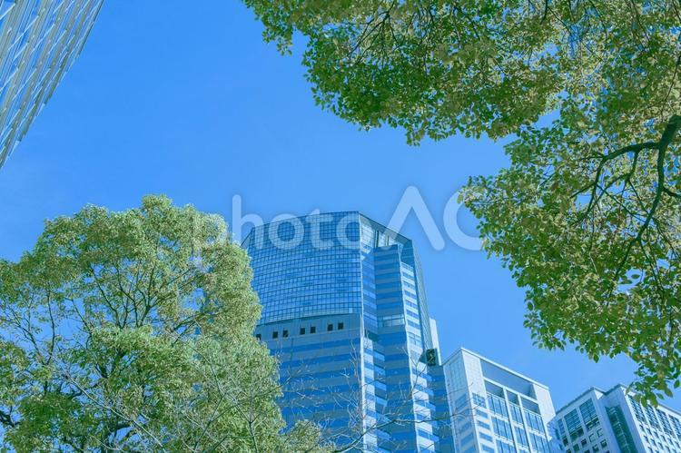 オフィスビル　緑の木 木,緑,ビジネスの写真素材
