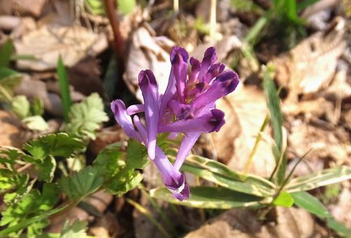 ムラサキケマン [Fumewort]-002の写真