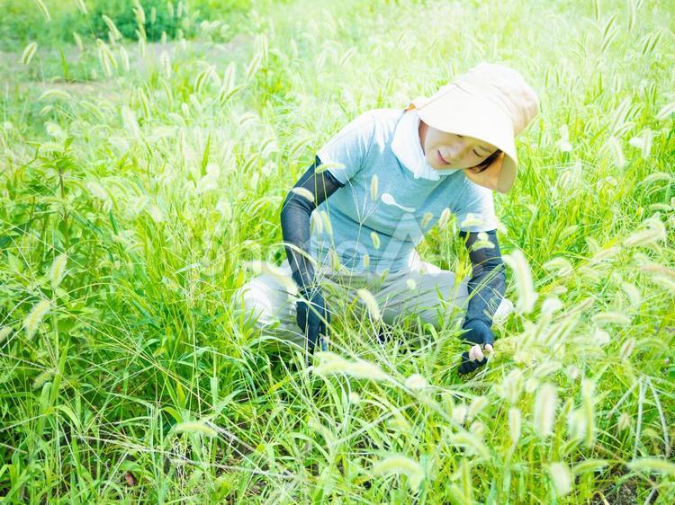 35：草むしりをする女性 草刈り,雑草,庭仕事の写真素材