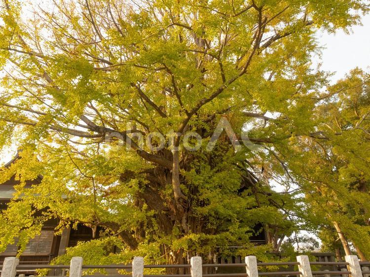 葛飾八幡宮の千本公孫樹（せんぼんいちょう）　黄色に色づく銀杏の大樹 葛飾八幡宮,千本公孫樹,せんぼんいちょうの写真素材
