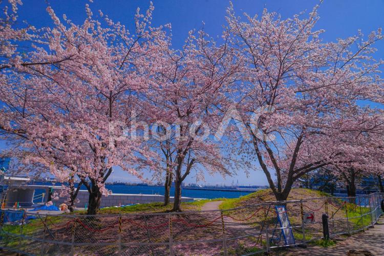 満開の桜と横浜みなとみらいの街並み 満開,桜,さくらの写真素材