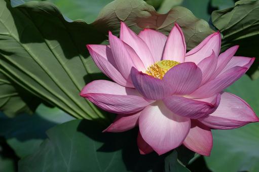 神聖な花 ハス,花,ハス科の植物の写真素材