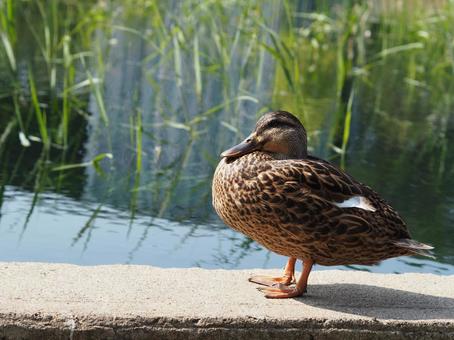 モントリオールの公園の池に佇むカモ モントリオールの公園の池に佇むカモ カモ,鴨,鳥の写真素材