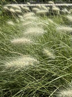 風になびく緑のグラス（観賞用イネ科植物） グラス,ペンニセタム,チカラシバの写真素材